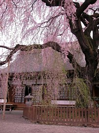 dscn0239.jpg